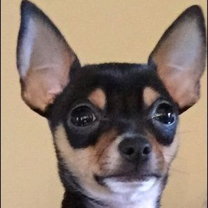 Meet your Posher, Chris